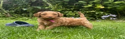 Bordoodle dogs for sale: Miniature Bordoodle Puppies - Advert 7