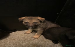 German Shepherd dogs for sale: Outstanding German shepherd pups  - Advert 19