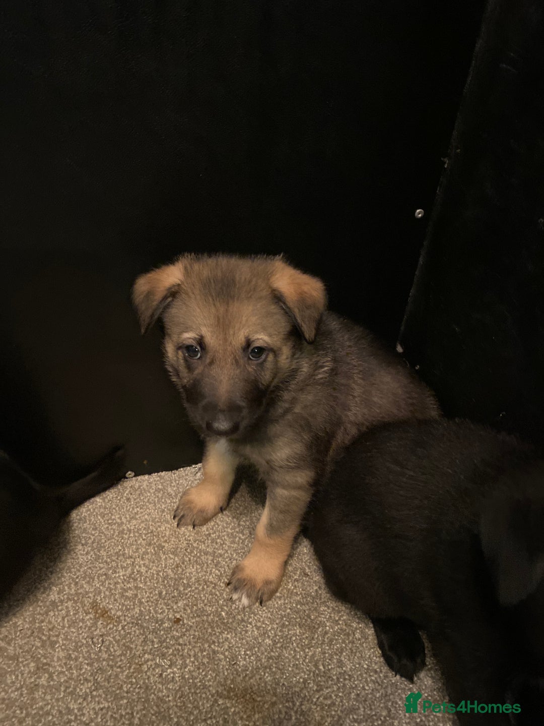German Shepherd dogs for sale: Outstanding German shepherd pups  - Advert 19
