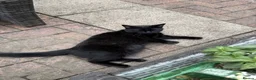 Mixed Breed cats for sale: Skyla - small black cat (5.5 years old) in Abergavenny - Advert 6