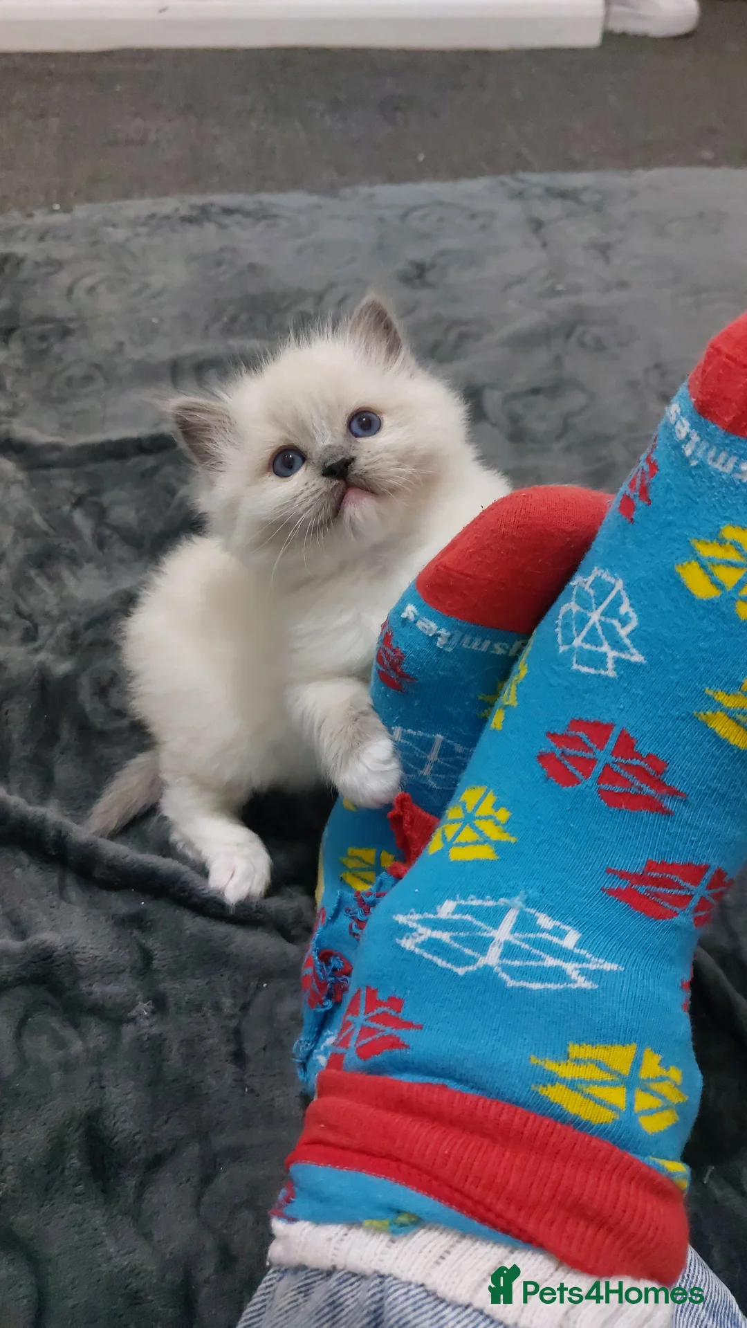 Ragdoll cats for sale: Two gorgeous rag dolls Girl and boy 😺😸 in Leicester - Advert 14