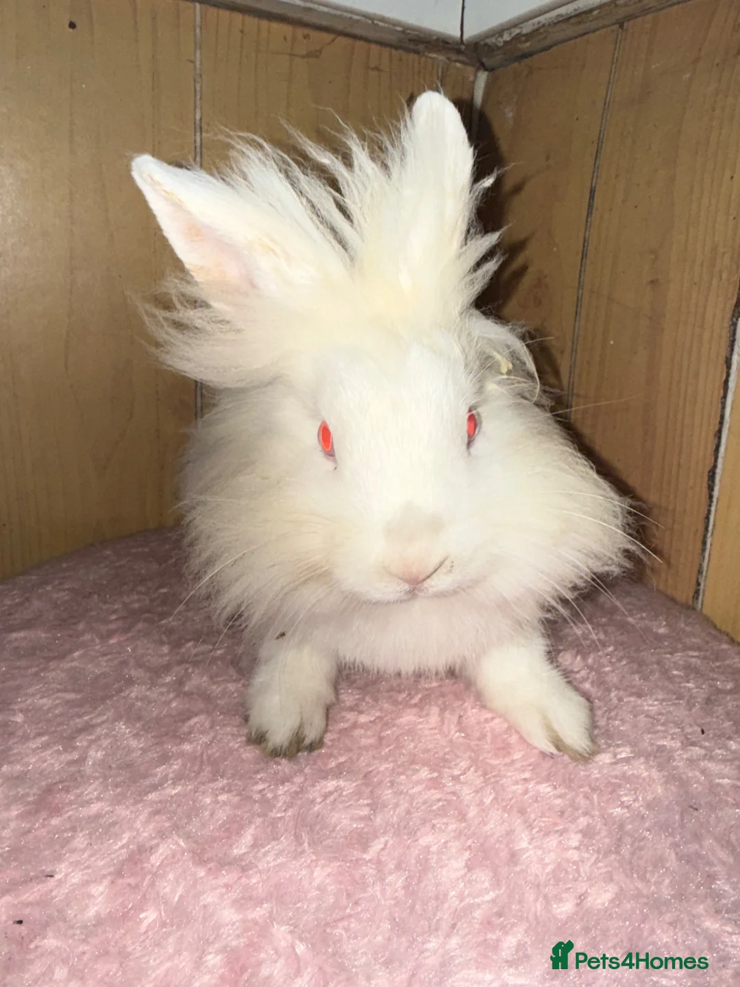 Mini Lop rabbits for sale: Mini lop bunnies  - Advert 2