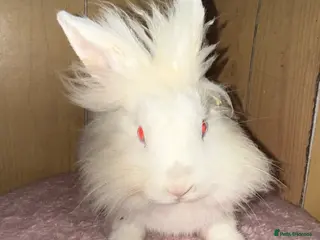 Mini Lop rabbits Mini lop bunnies - Advert 17