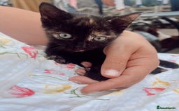 Mixed Breed cats for sale: *READY NOW* 3 beautiful kittens  - Image 12