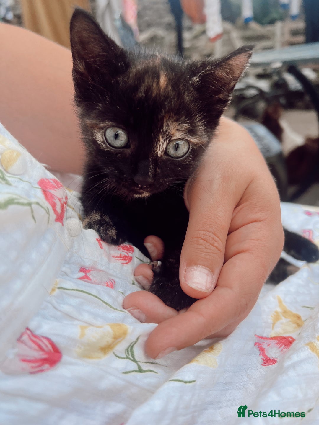 Mixed Breed cats for sale: *READY NOW* 3 beautiful kittens  - Image 12