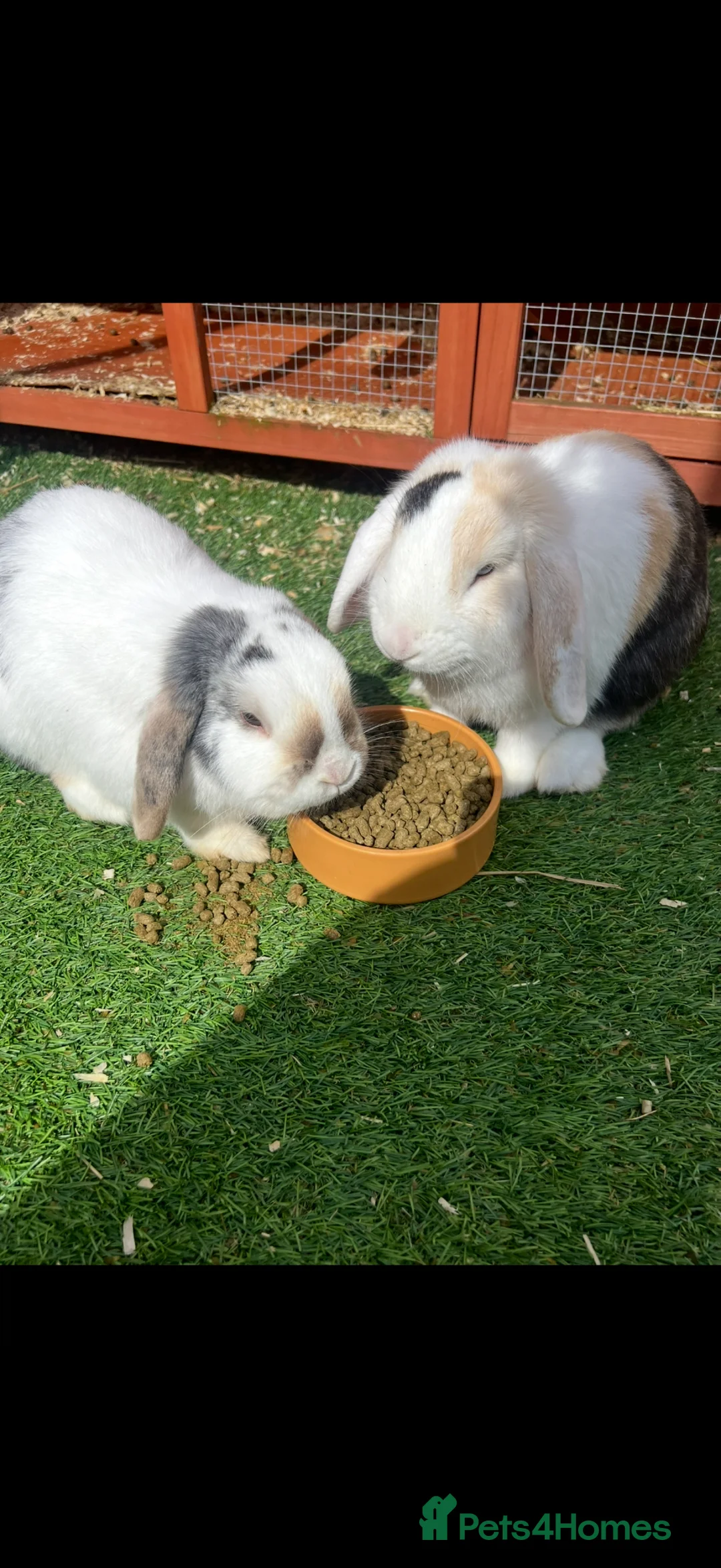 English Lop rabbits for sale: Reluctantly having to rehome our rabbits  in Warrington - Advert 1