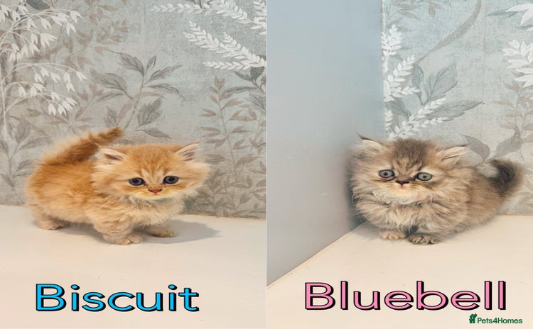 Munchkin cats - Advert 5