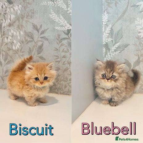 Munchkin cats - Advert 5