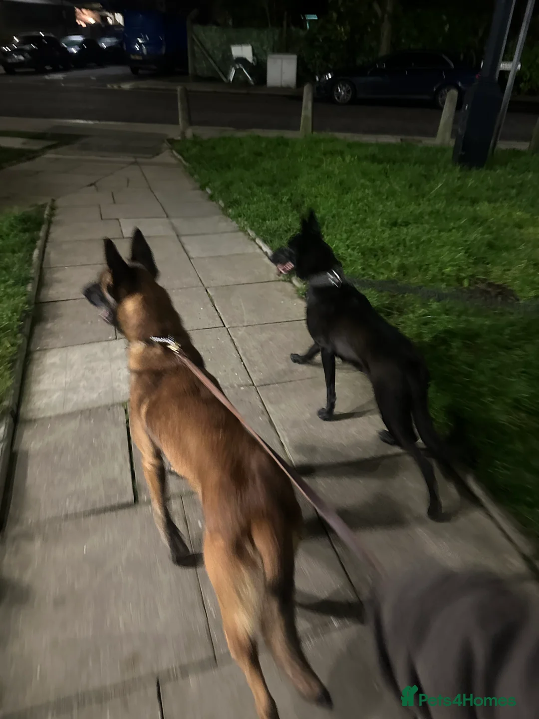 Belgian Shepherd Dog dogs for sale: belgian shepherd  in Enfield - Advert 2