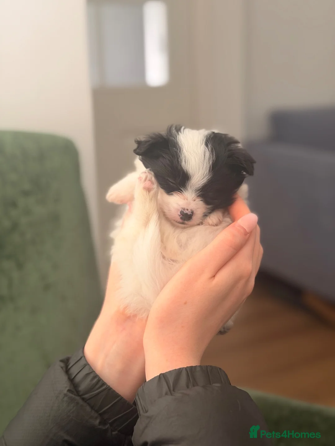 Pomeranian dogs for sale:  **  Parti Pom girl  - Advert 1