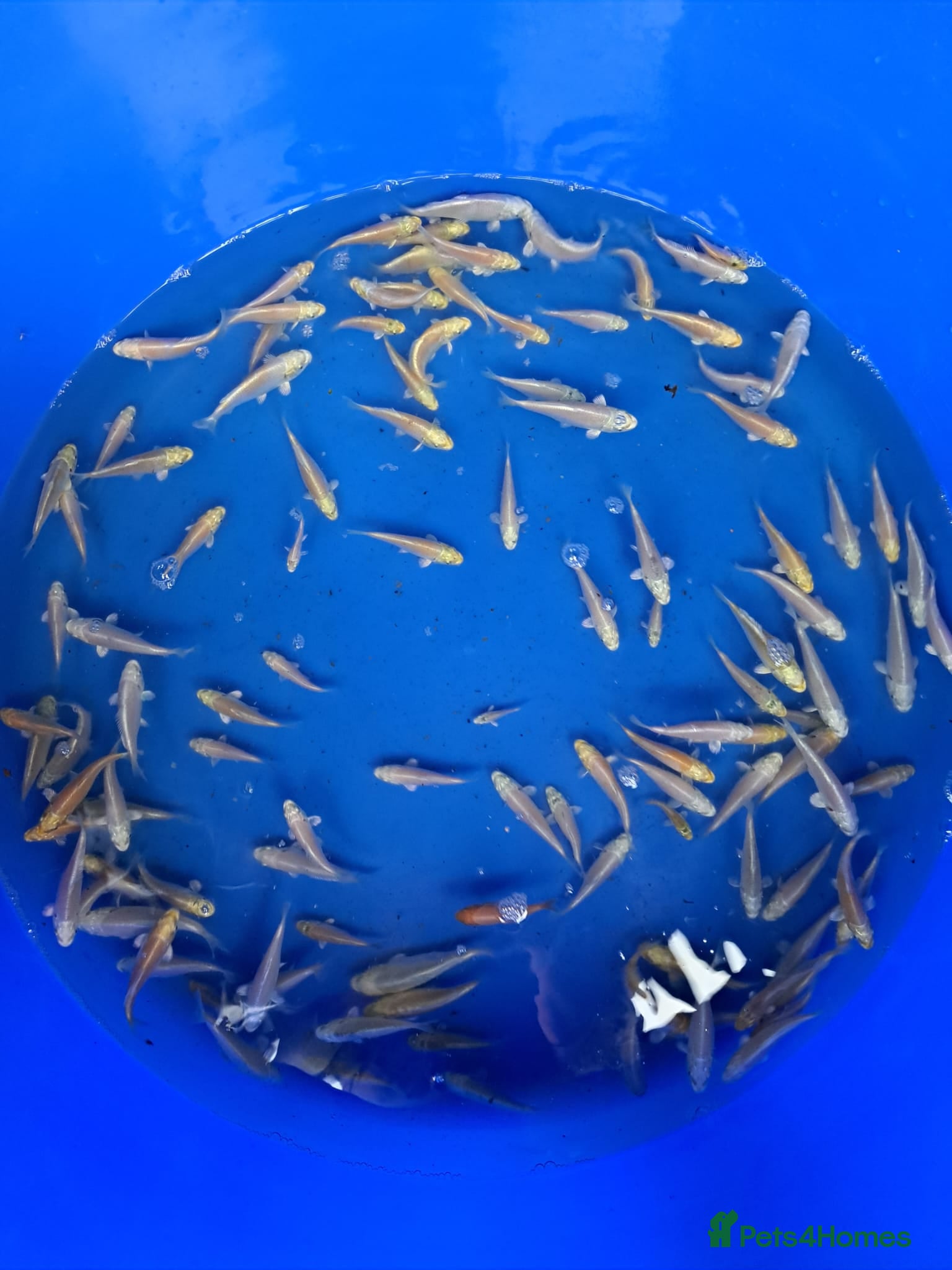 Koi Carp fish Koi for sale - Advert 7