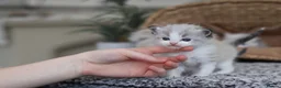 Ragdoll cats for sale: Tica Registered 💎 Ragdoll Kittens - Advert 30