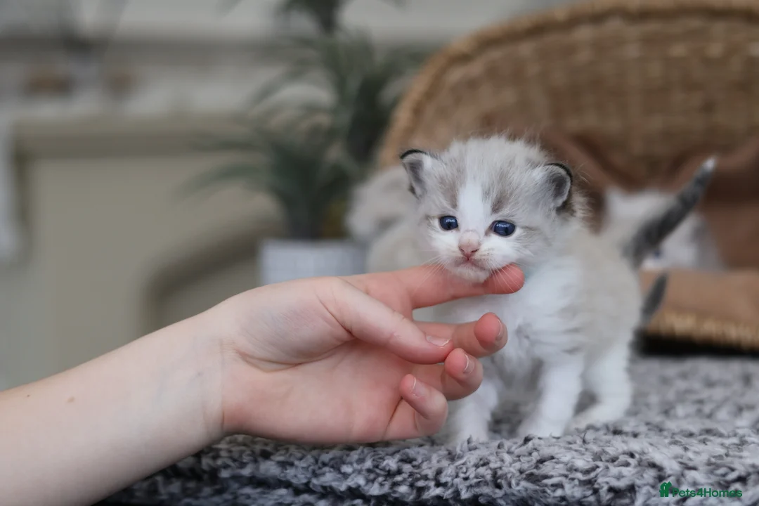 Ragdoll cats for sale: Tica Registered 💎 Ragdoll Kittens - Advert 30