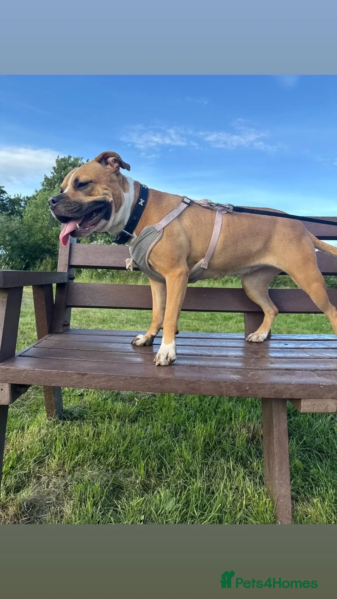 Staffordshire Bull Terrier dogs for sale: 2 year old female staffy  - Advert 5