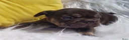 French Bulldog dogs for sale: Outstanding KC French Bulldog Puppies  - Advert 22