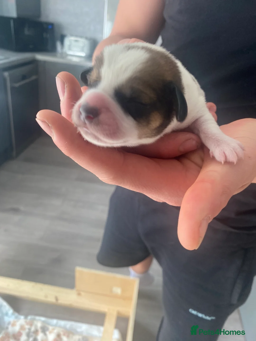 Mixed Breed dogs for sale: Schweenie puppies  - Advert 8