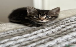 Maine Coon cats for sale: 🌟Adorable kittens now ready 4 forever home🌟 - Image 24