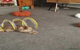 Persian cats for sale: Adorable pure Persian  - Image 14