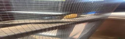 Canaries birds for sale: Canaries for sale  in Stoke-on-Trent - Advert 2