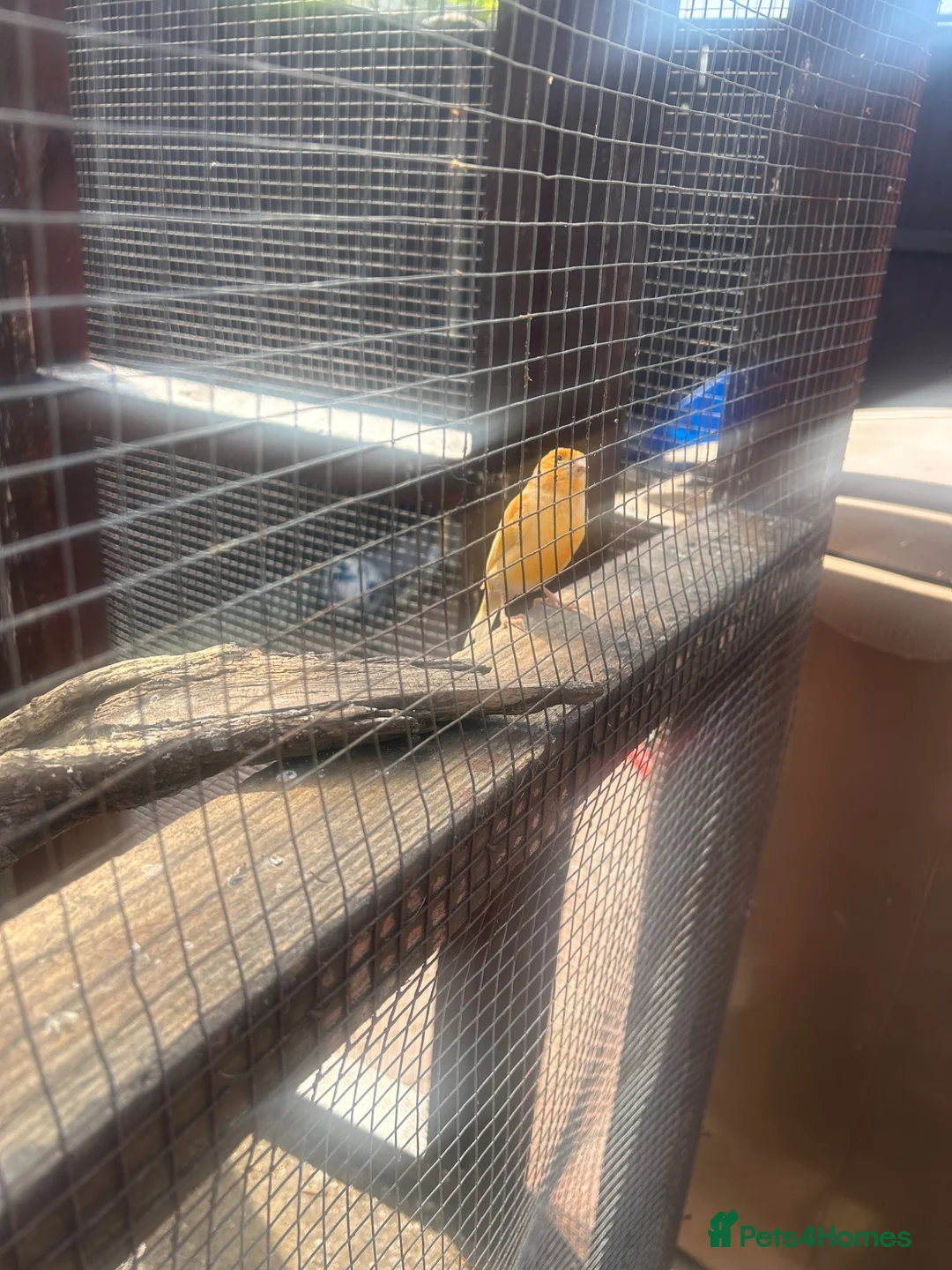 Canaries birds for sale: Canaries for sale  in Stoke-on-Trent - Advert 2