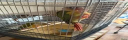 Conures birds for sale: Green Cheek Conures in Telford - Advert 7
