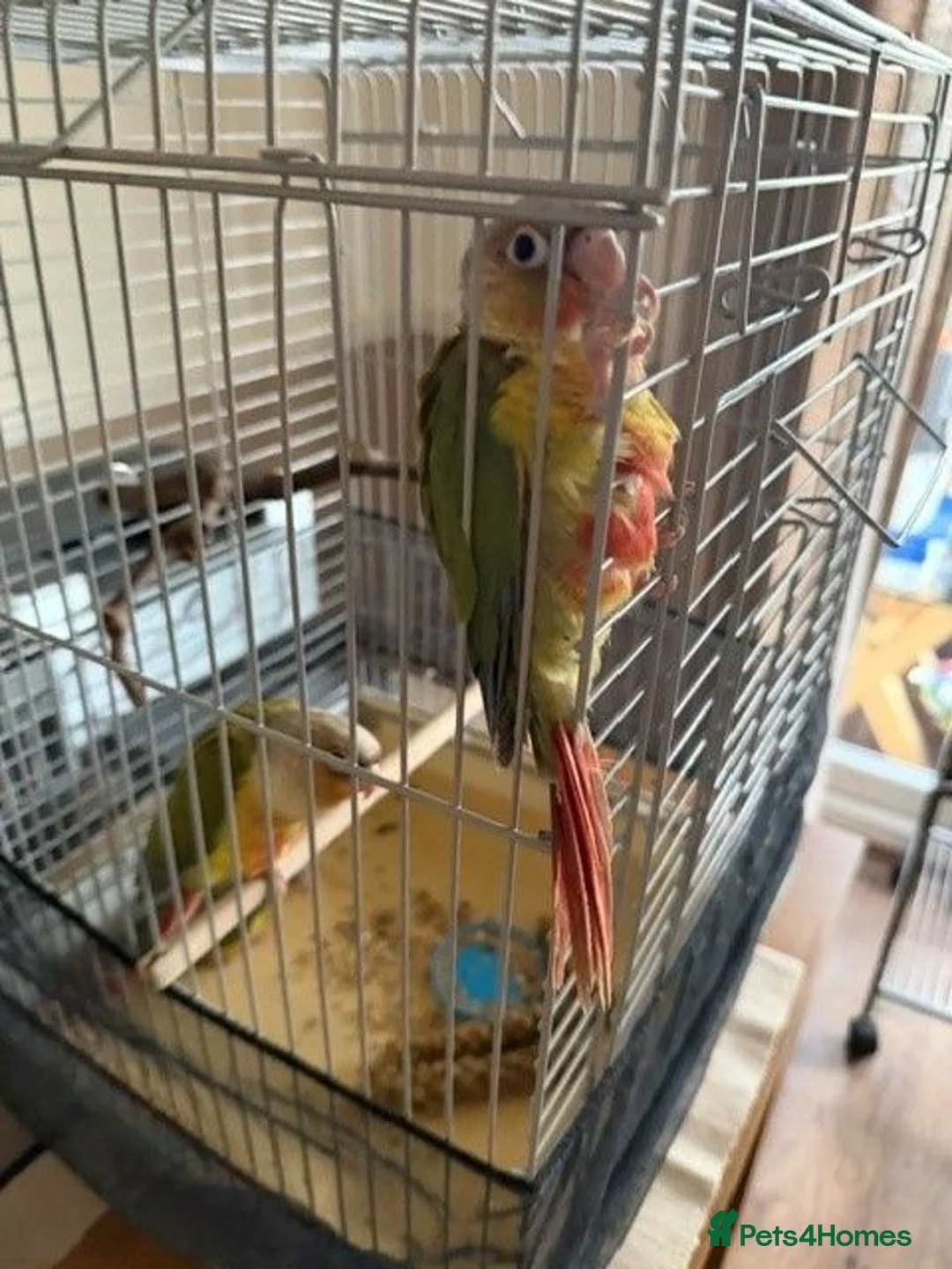 Conures birds for sale: Green Cheek Conures in Telford - Advert 7