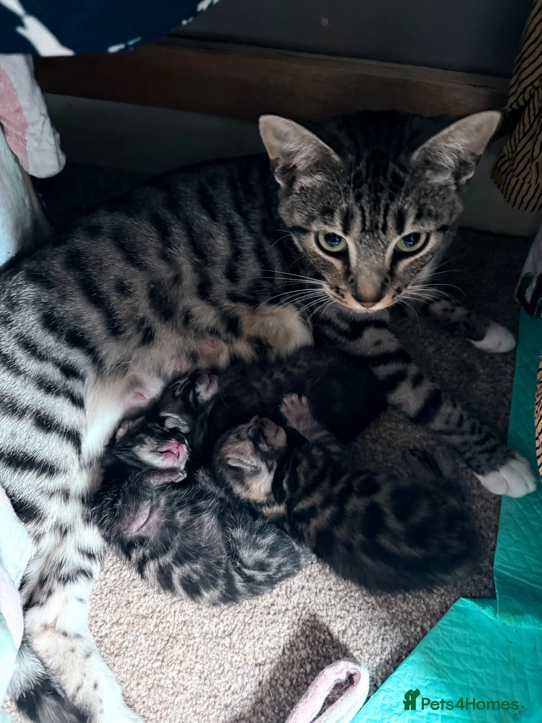 Bengal cats for sale: Bengal Kittens for sale in Haddington - Advert 2