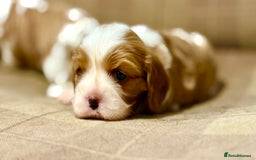 Cavalier King Charles Spaniel dogs for sale: 2 Female King Charles Cavaliers   - Advert 20