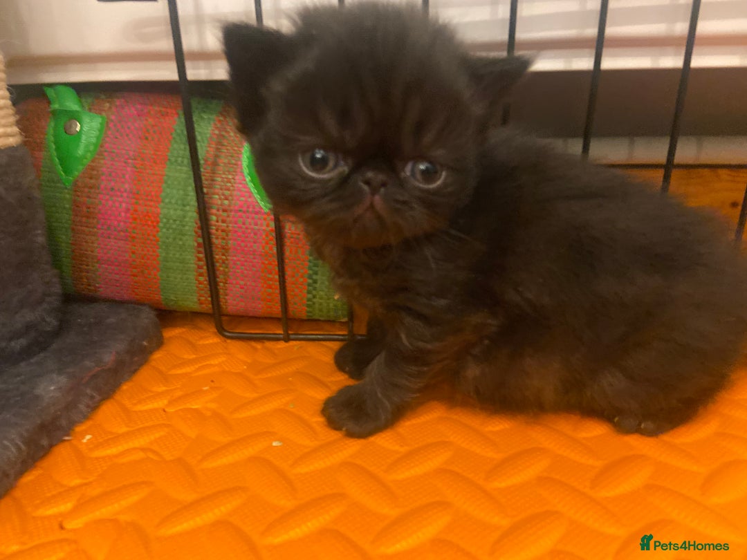 Persian cats for sale: Stunning pedigree Persian kittens - Advert 10