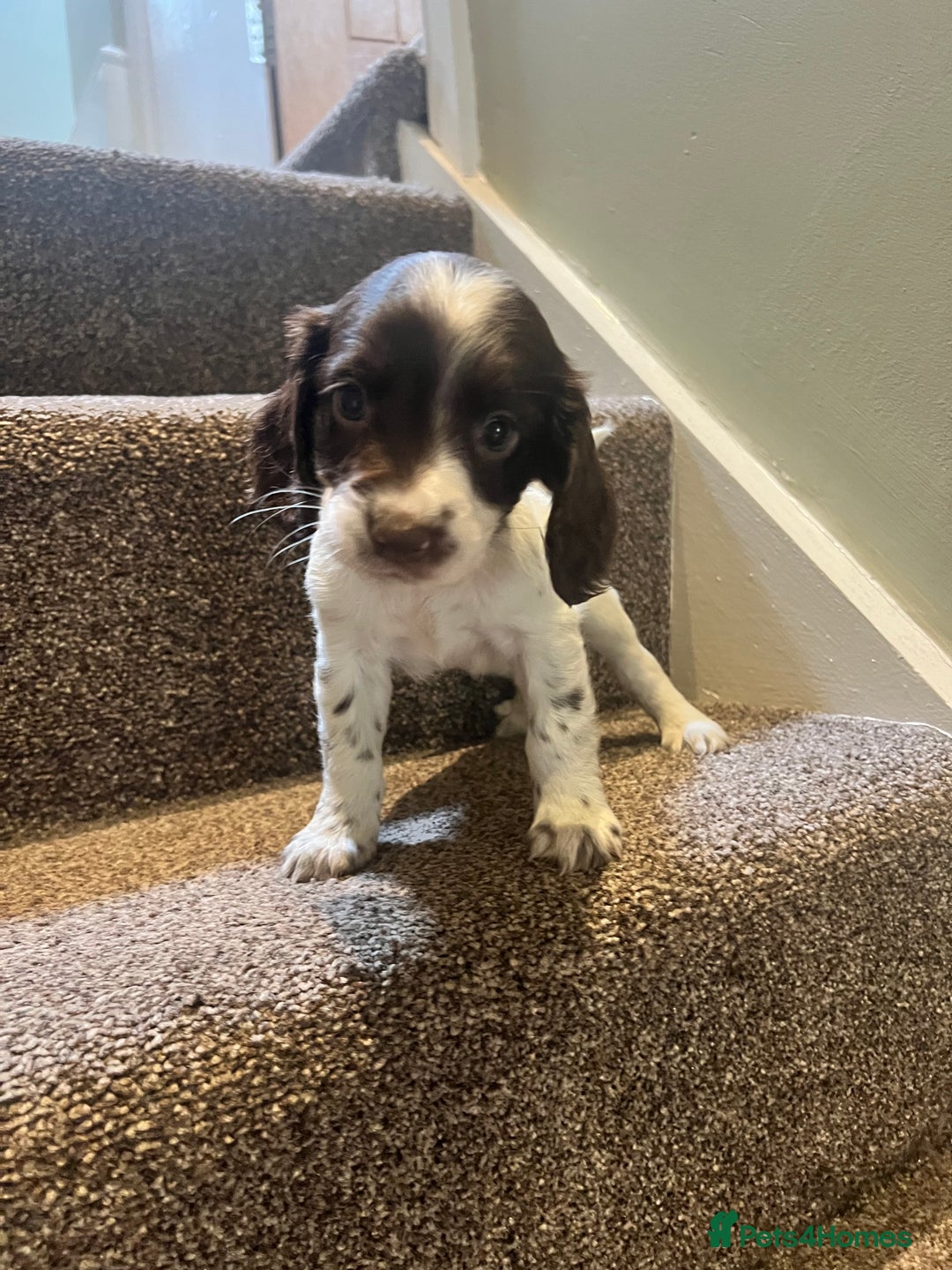 Sprocker dogs for sale: Lovely litter of Sprockers  - Image 5