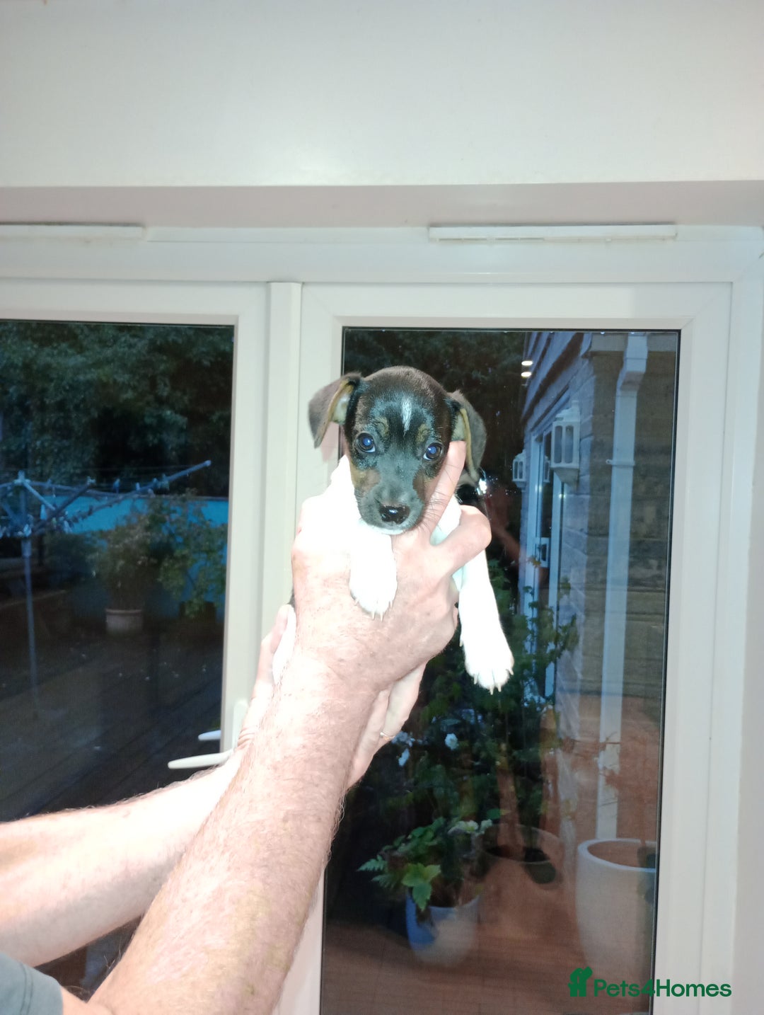 Patterjack dogs for sale: Patterdale x Russell puppies  - Image 6