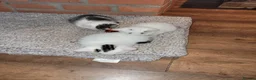 Mixed Breed cats for sale: Adorable kittens for sale. Ready for a new home. in Nottingham - Advert 2
