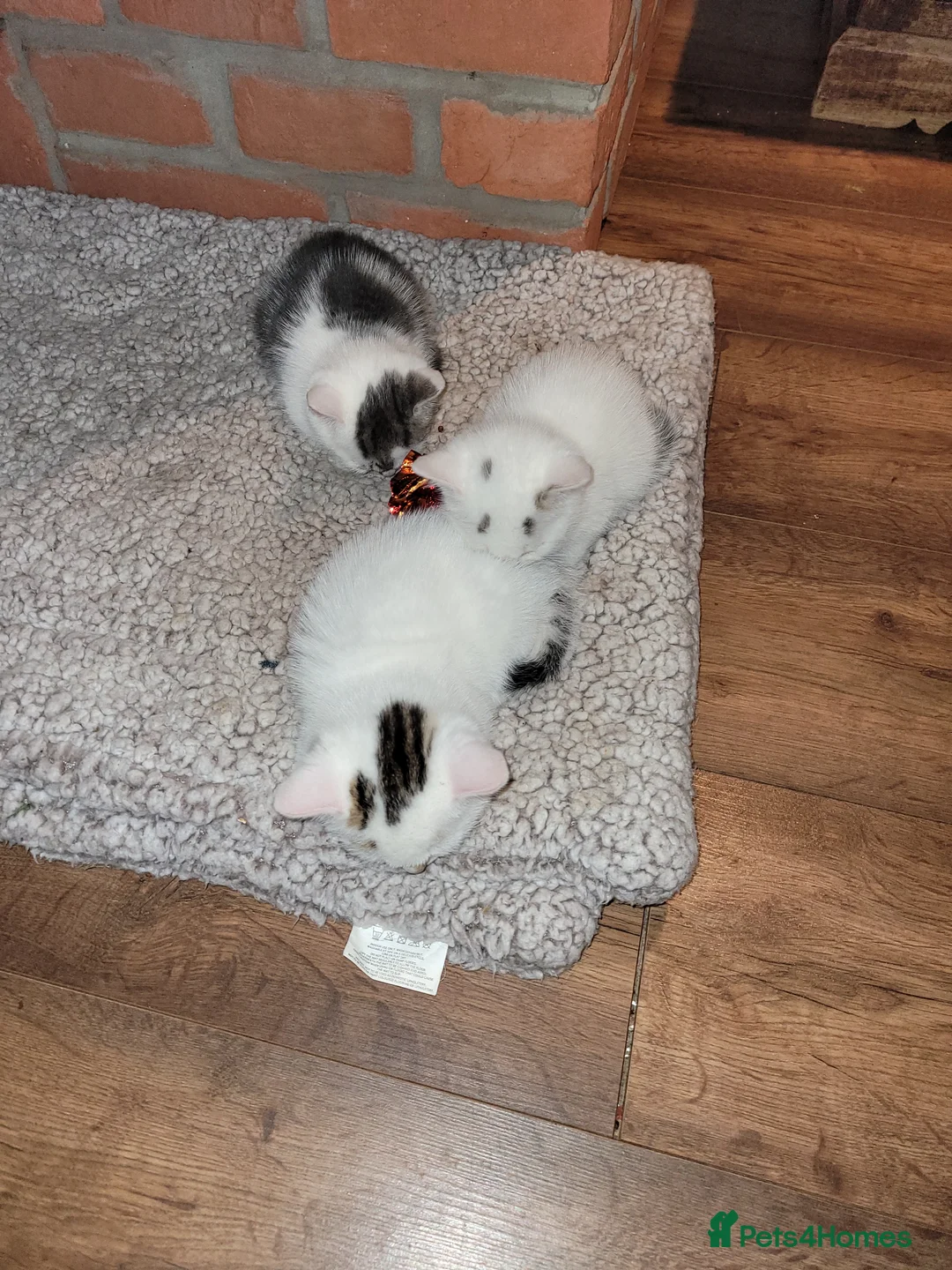 Mixed Breed cats for sale: Adorable kittens for sale. Ready for a new home. in Nottingham - Advert 2
