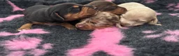 Miniature Dachshund dogs for sale: Kc Long haired Minature dachshund  - Advert 6