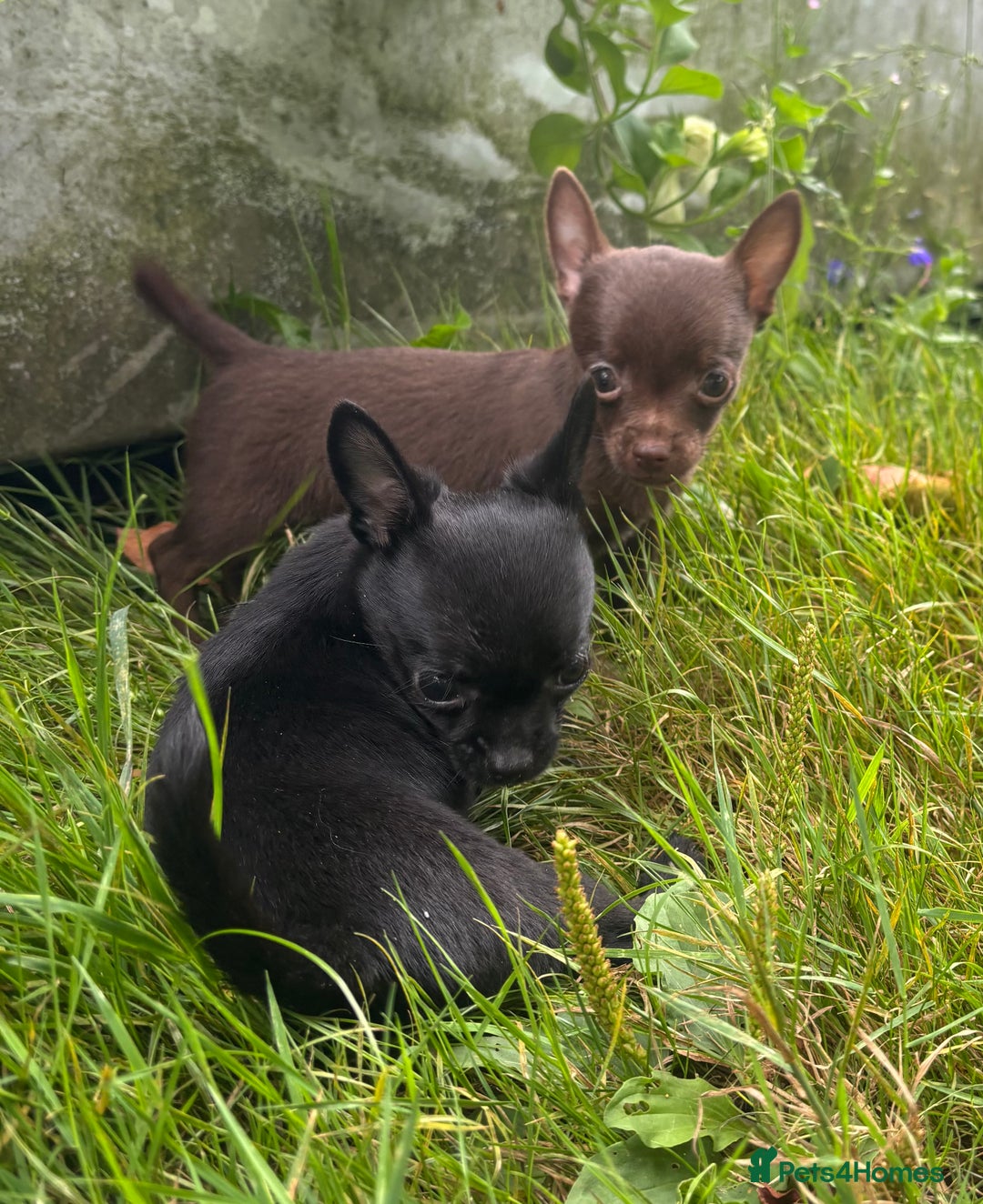 Chorkie dogs for sale: Chorkie puppies for forever homes  - Image 17