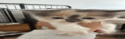 Mixed Breed cats for sale: Long haired kittens  - Advert 5