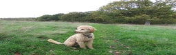 Cavapoo dogs for sale: Cavapoo / ball of fluff available  - Advert 2