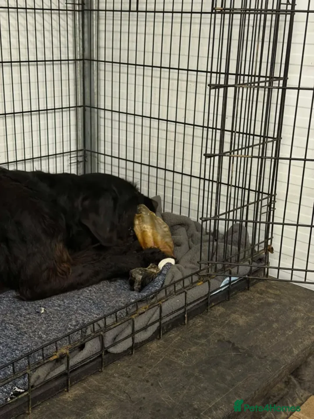 Mixed Breed dogs for adoption: Riley - Advert 5