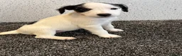 Jack Russell dogs for sale: Working type jack Russell pups  - Advert 12