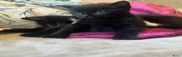 British Shorthair cats for sale: 4 kittens looking for forever homes in Blyth - Advert 11