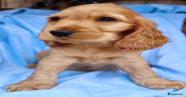 Cocker Spaniel dogs - Advert 5