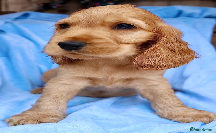 Cocker Spaniel dogs - Advert 7