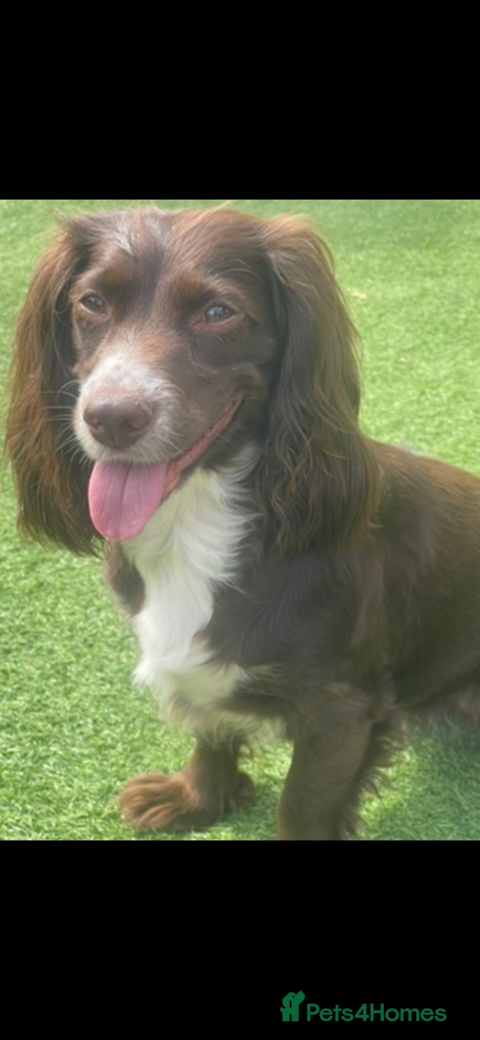 Cocker Spaniel dogs Fox red cocker spaniels  - Advert 16