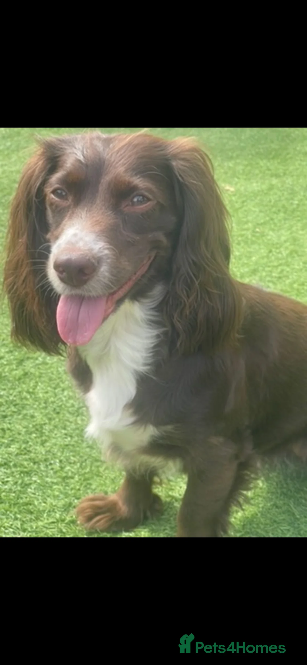 Cocker Spaniel dogs for sale: Fox red cocker spaniels  - Advert 1