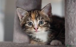Mixed Breed cats for sale: Gorgeous Mixed Breed Kittens for Sale - Image 3