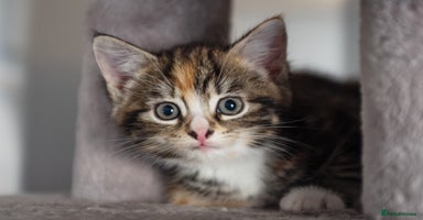 Mixed Breed cats - Advert 6
