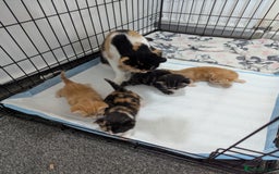 Mixed Breed cats for sale: Beautiful kittens - Image 7