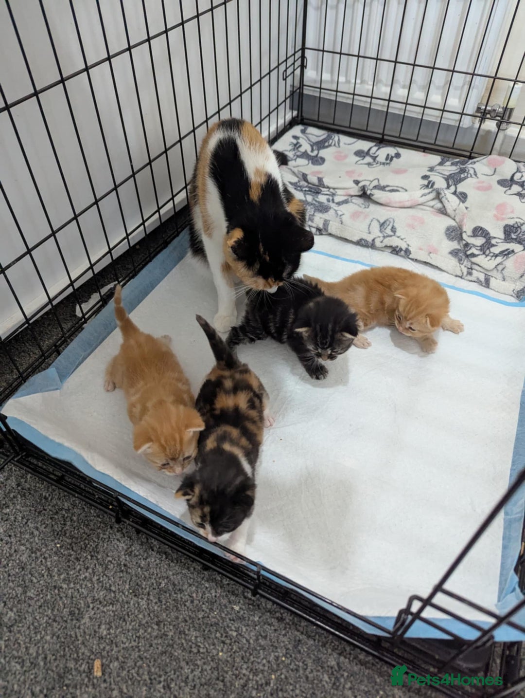 Mixed Breed cats for sale: Beautiful kittens - Image 7