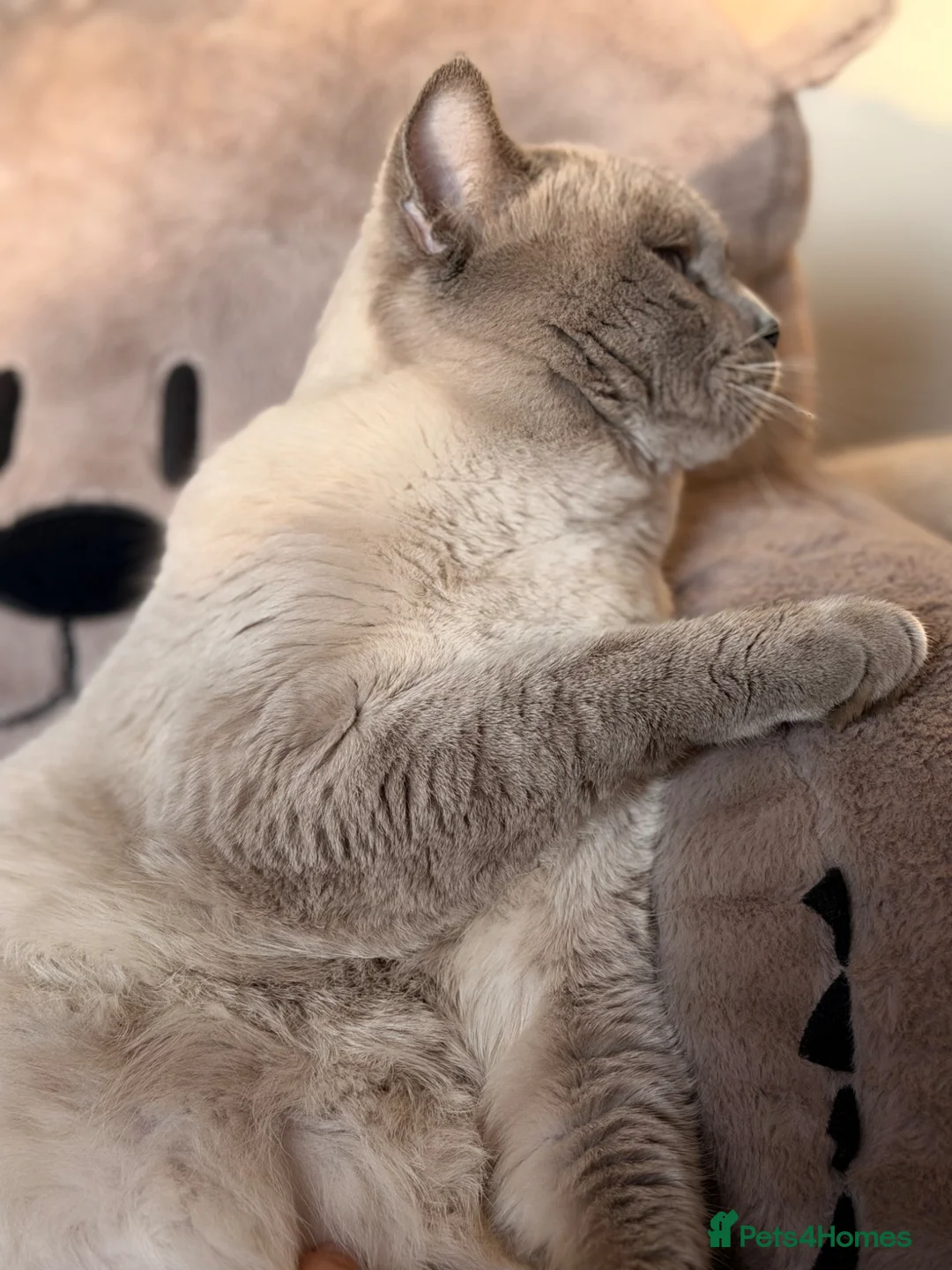 British Shorthair cats for sale: 🐾 British Color Point Looking for a Loving Home!  - Advert 2