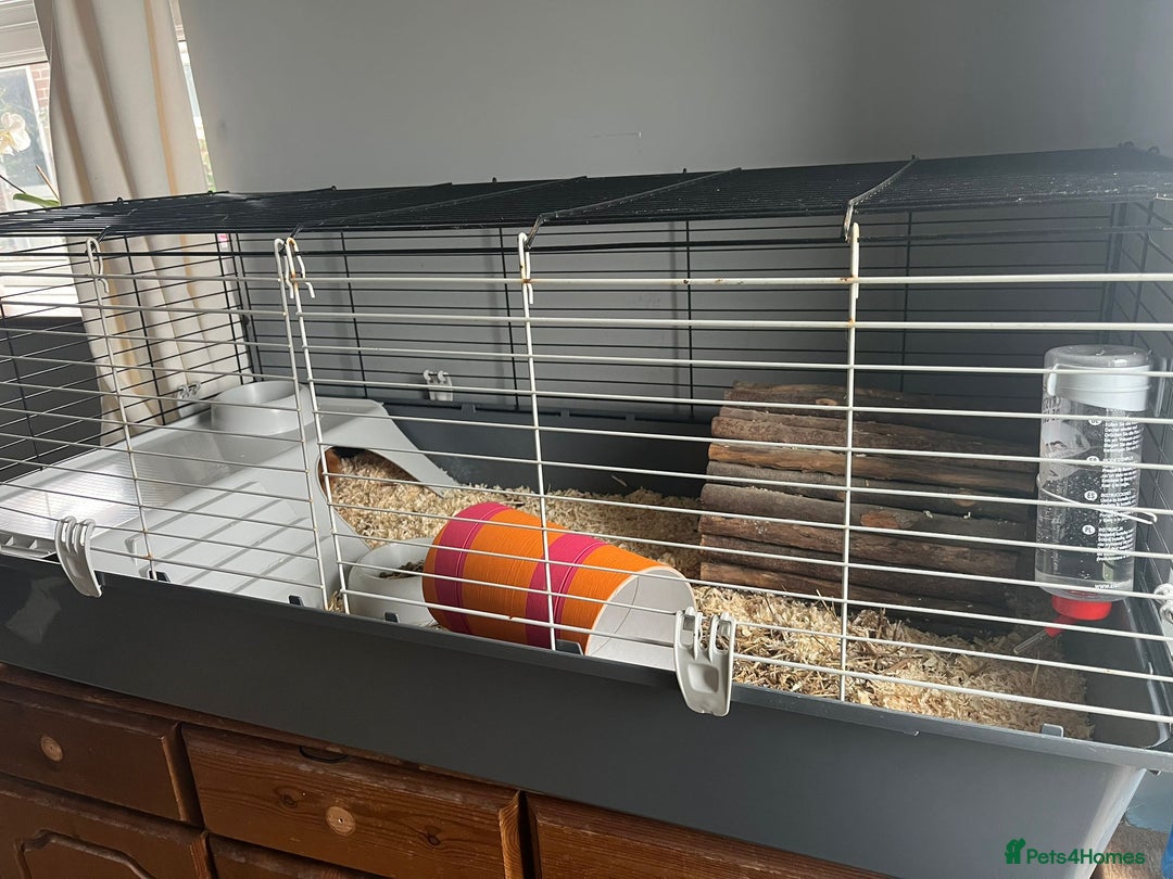 Guinea Pig rodents for sale: X2 bonded Guinea pigs females with indoor set up - Image 7